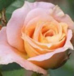 Meet your Posher, Sonia